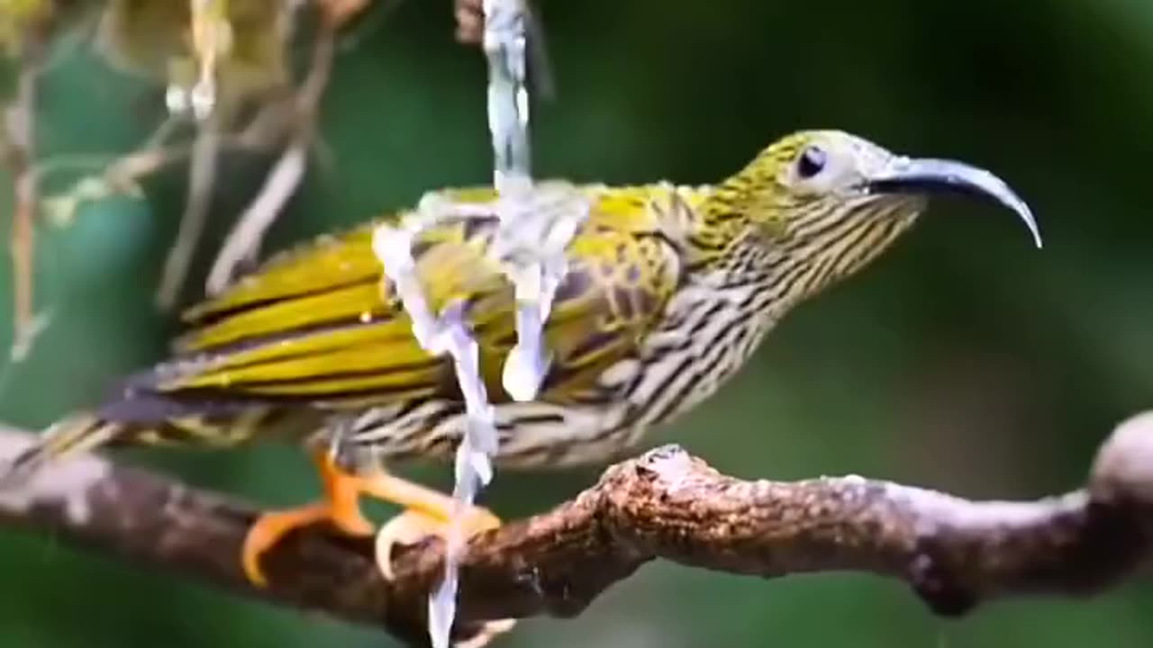 Bird In Rain