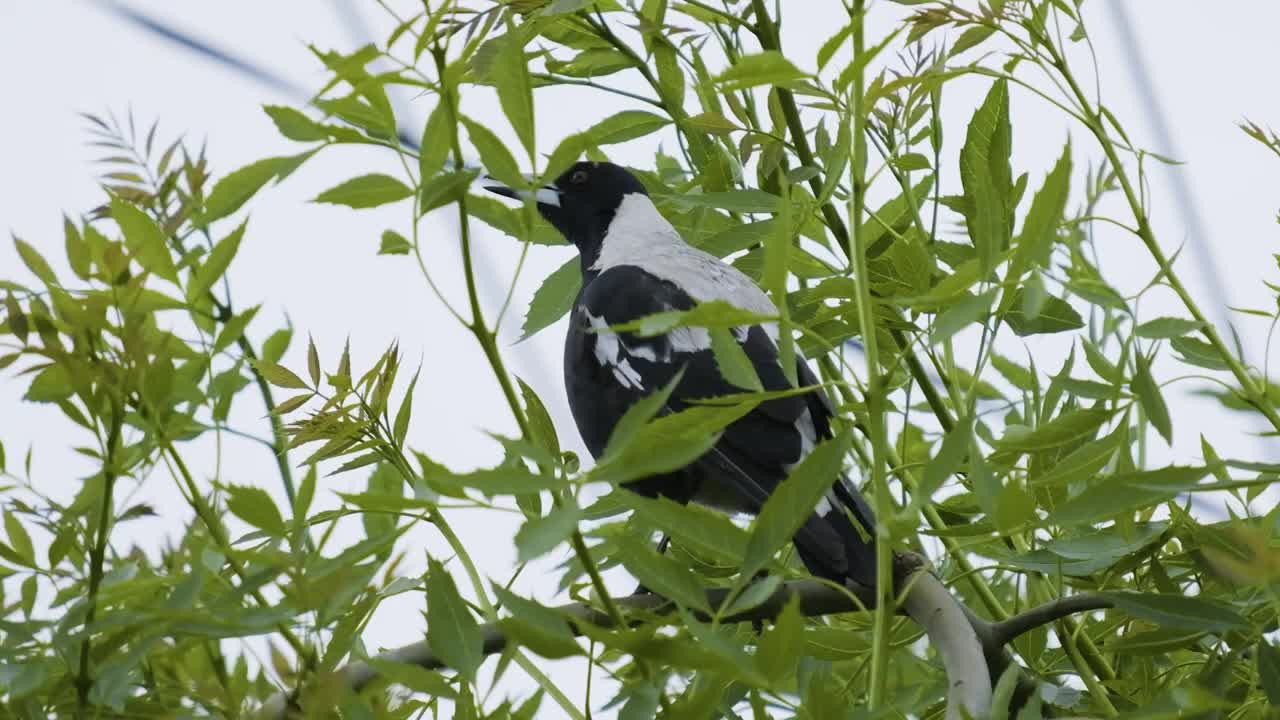 XT-3 slow-motion of a honeyeater and magpie