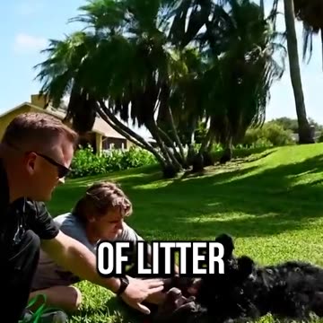 Why You NEED To Avoid Getting Two Puppies at the Same Time