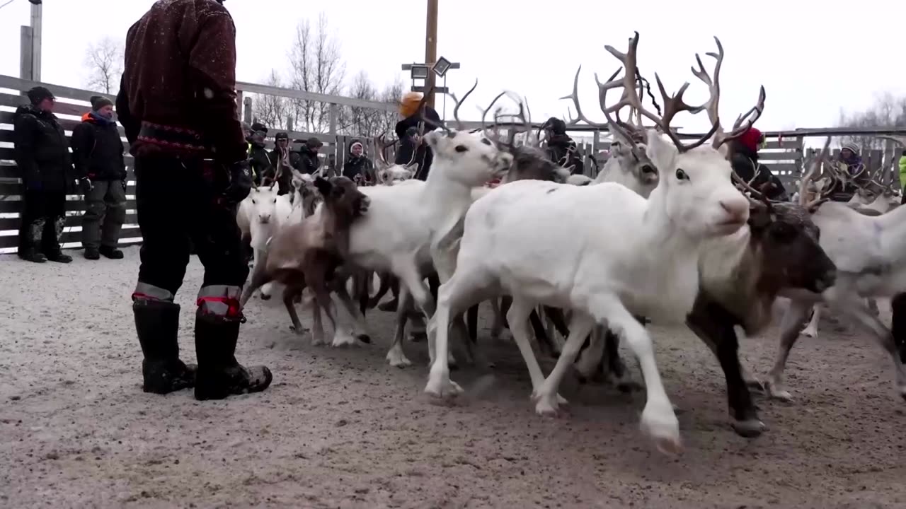 Norway power line pits reindeer herders against climate goals