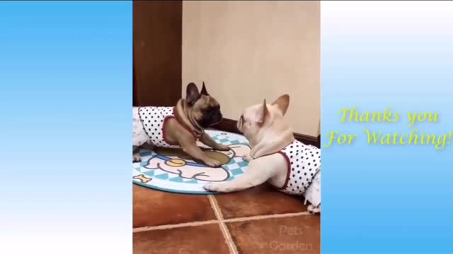 Cute Pinoy pets and funny momments