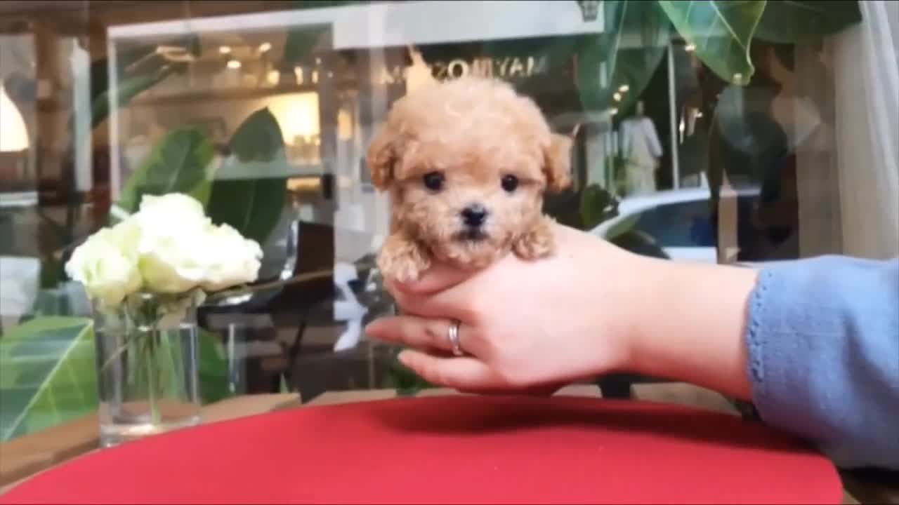 Cute Maltipoo Puppy