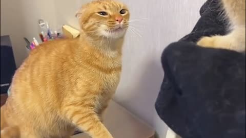 funny cat hit his brother