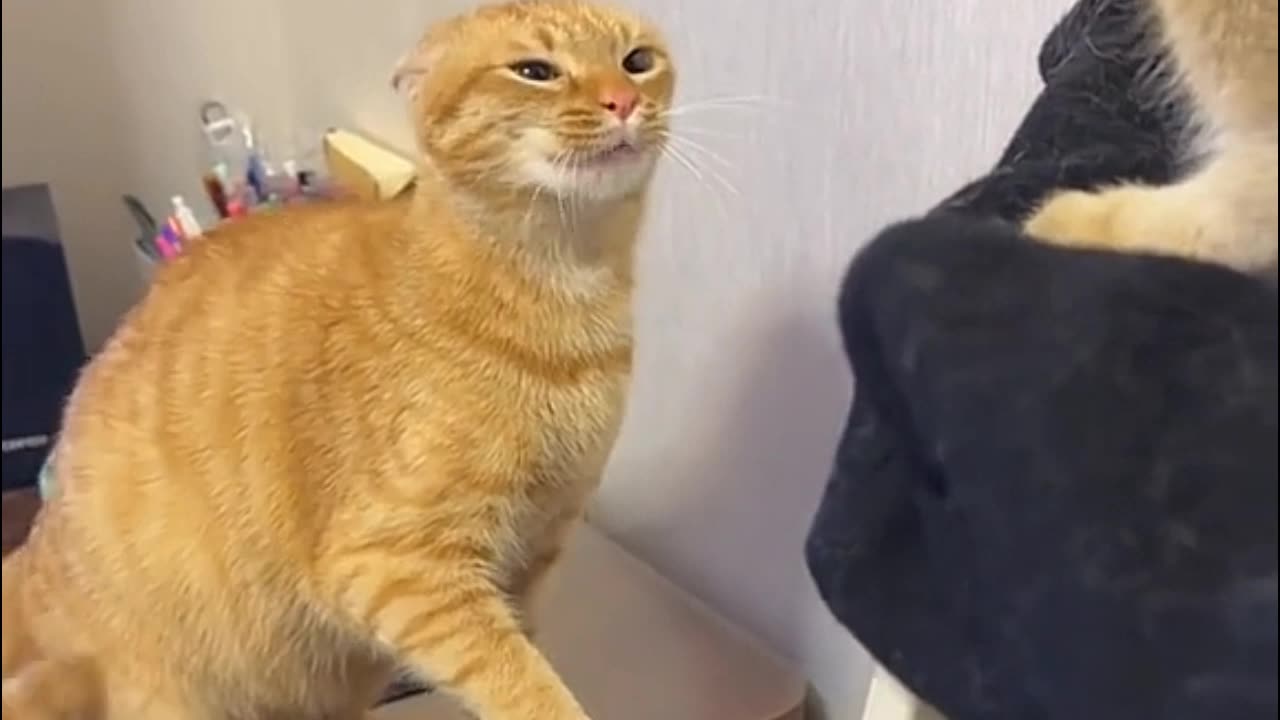 funny cat hit his brother