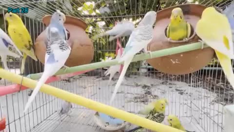 Birds Sounds for Relaxing Healing Anxiety and Depression Part 28