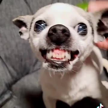 Removing Chihuahua's Demon