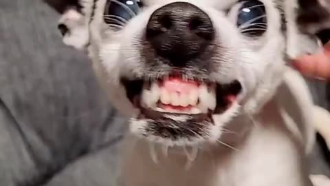 Removing Chihuahua's Demon