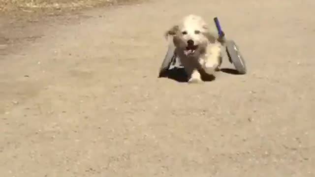 Use wheels instead of hind legs