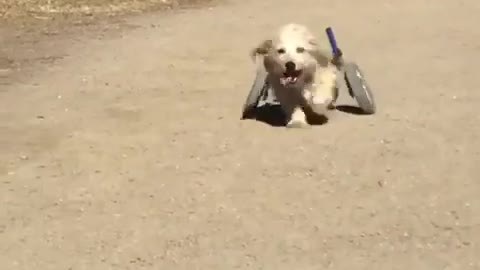 Use wheels instead of hind legs