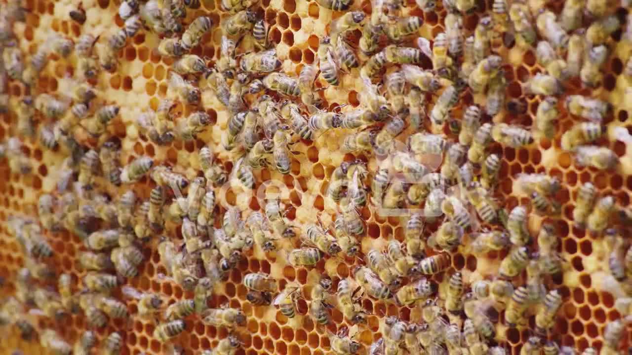 A Friendly Bee Family Makes Combs Of Wax Chaotically Creep Along The Wooden Frames Inside The Hive-A