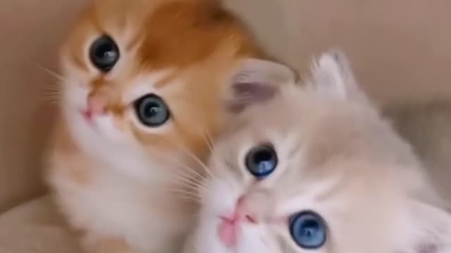 ❤️CUTE Kittens WITH BIG EYES❤️