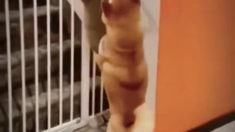 Cats 🐶🐈