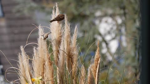 cute sparrow