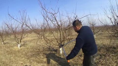 Picking Billions Of Plums In California