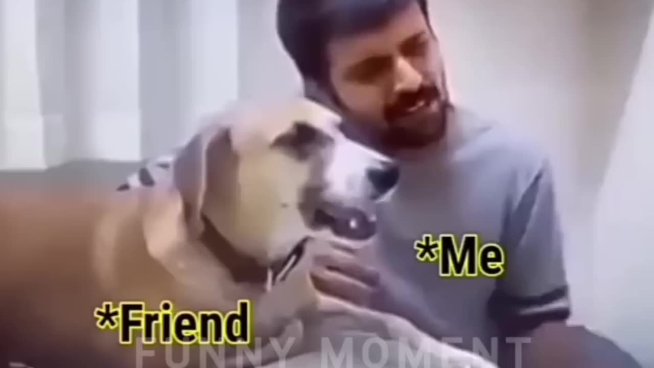 Funny animal video