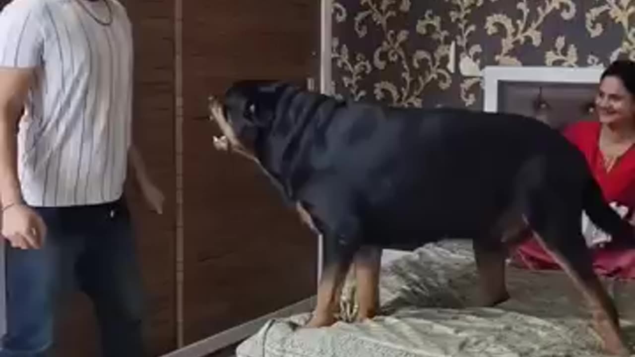 Rottoweiler very dangerous dog