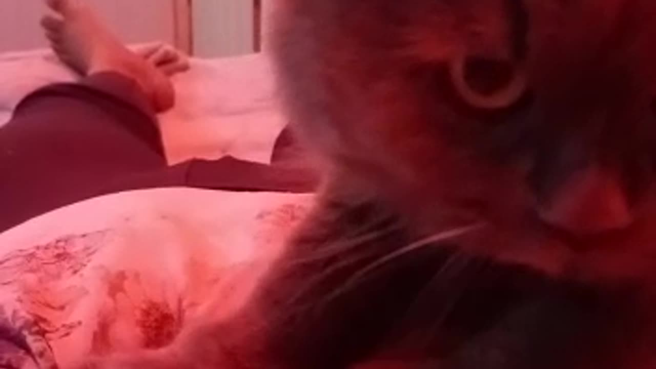 Funny cat massage