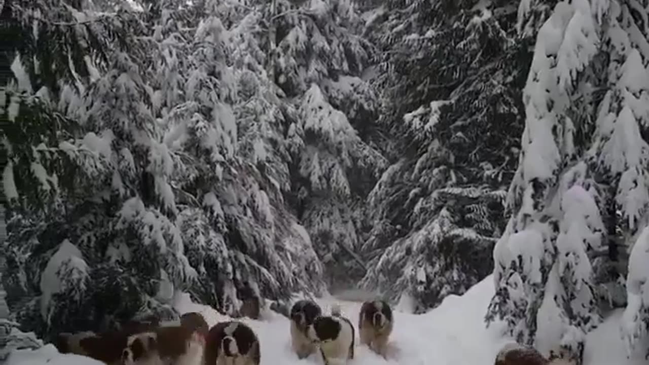 Huge San Bernardo Dog Pack in Snow