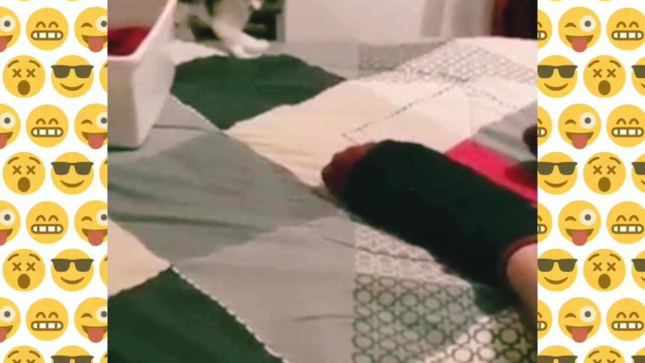 Funny cat video