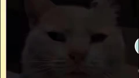 Funy cats video