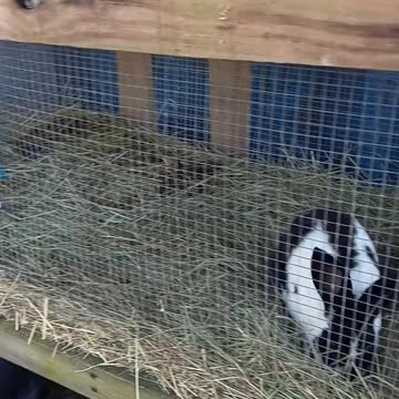 Meet rabbits. Good for prepping