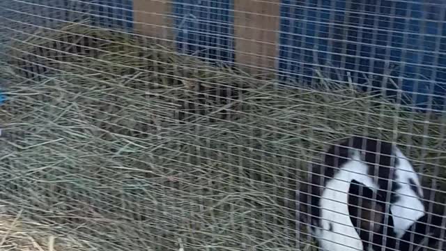 Meet rabbits. Good for prepping