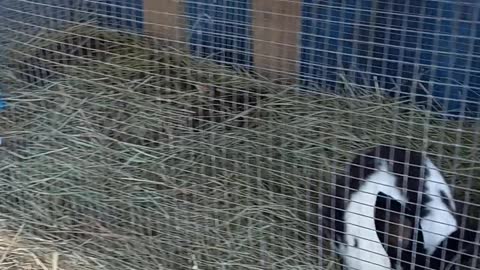 Meet rabbits. Good for prepping