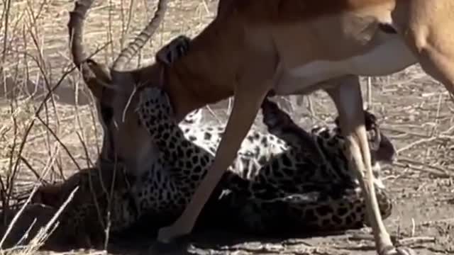 Impressive Leopard hunt