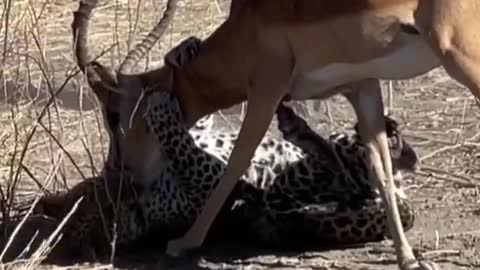 Impressive Leopard hunt