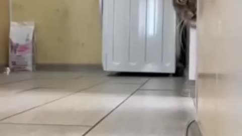 Funny Cat #shorts