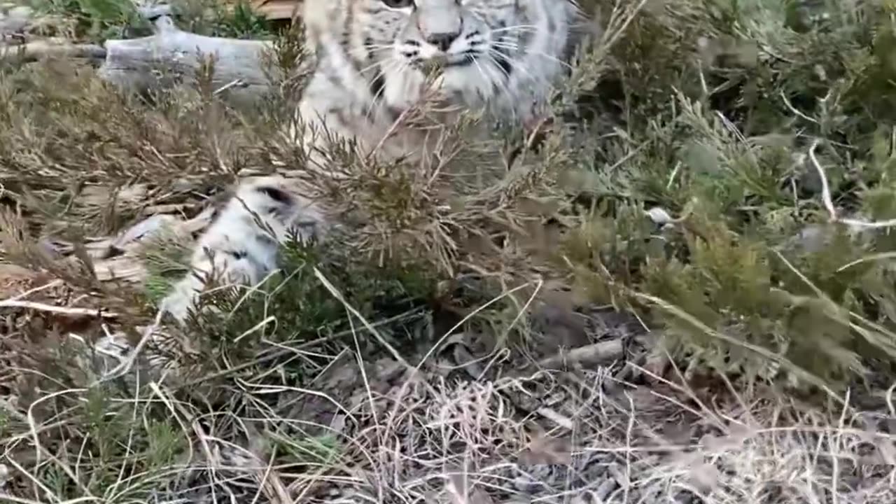 BobCat Trapping Release The Future .......!!!!