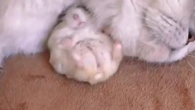 cute cat with a little rat