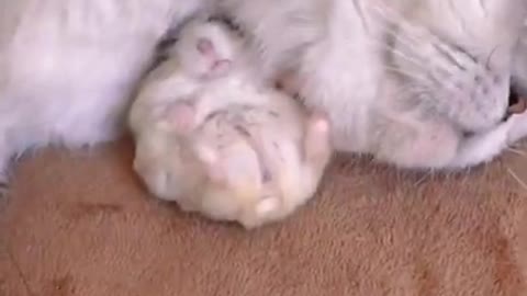 cute cat with a little rat