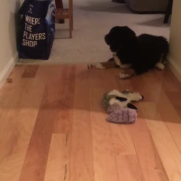 Bernese Mountain puppy's first experience with bone is too cute