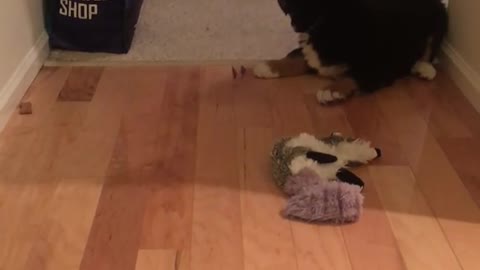 Bernese Mountain puppy's first experience with bone is too cute