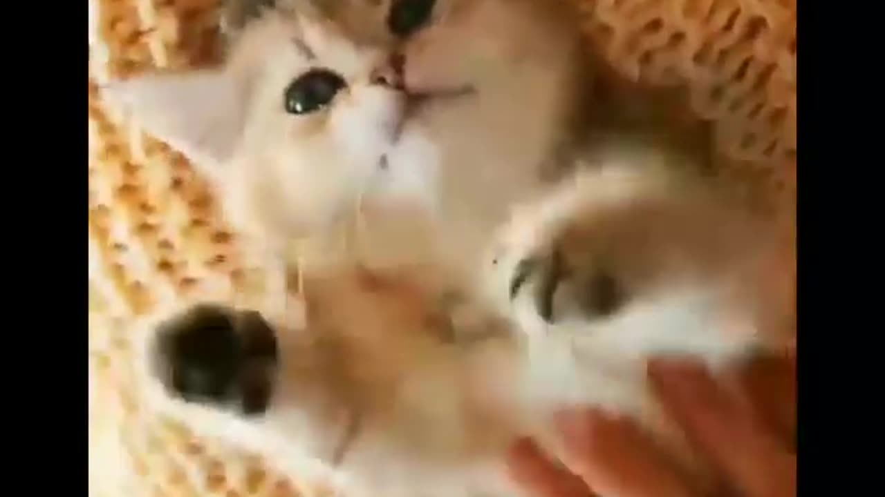 Funny animals videos