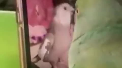parrot surfing the internet