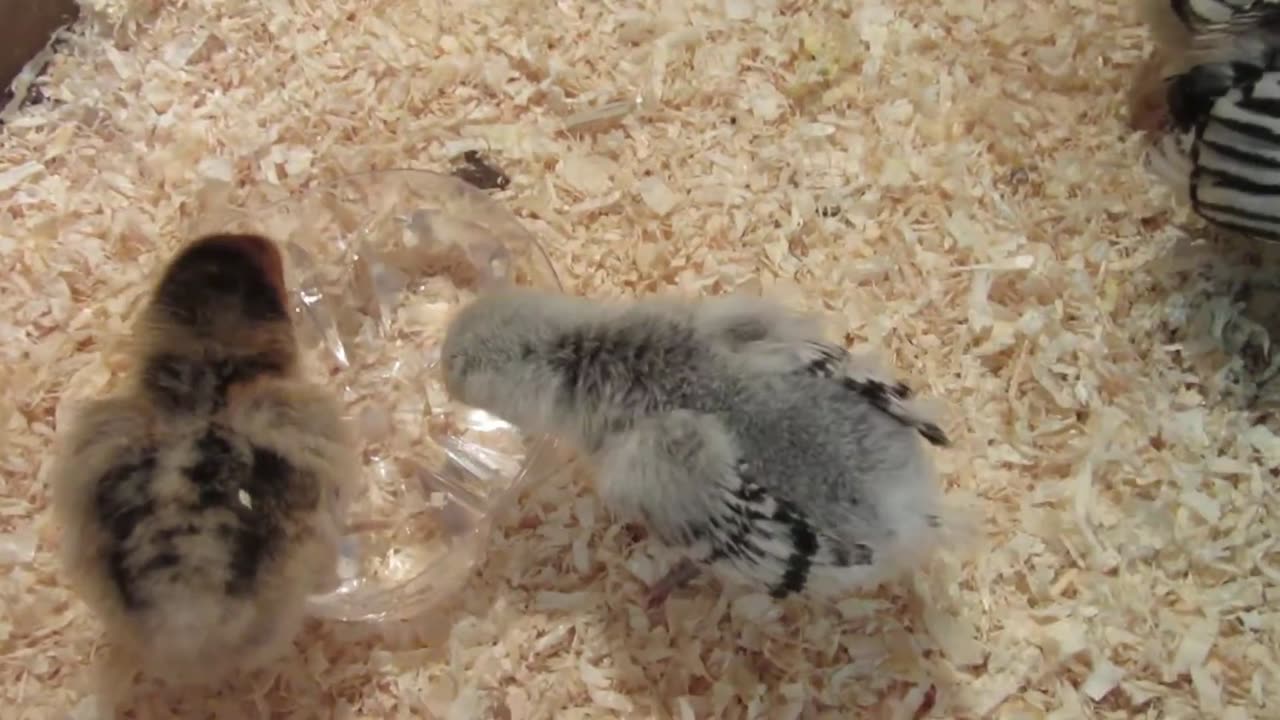 Valley quail and bobwhite white and mexican speckled chicks, only one week old