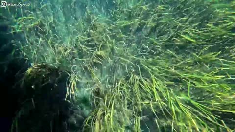 Diving in a beautiful river