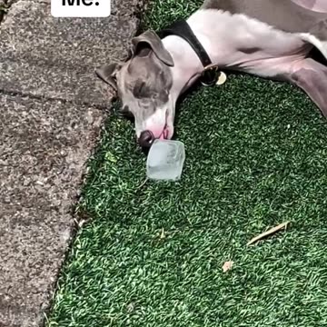 Doggie version of an ice cappuccino or a smoothie