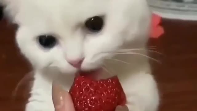 Funny cats