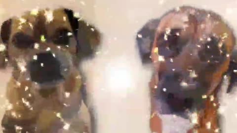 TRUTH PUPS NEWS MASSIVE infighting happening inside the DNC .CIA.