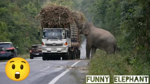 Funny elephant video