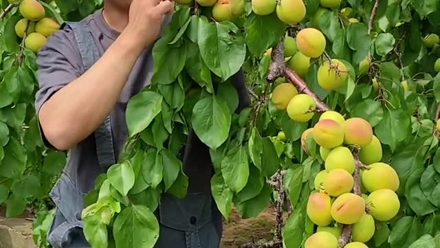 Fruit tree planting technology