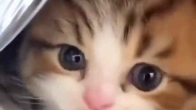 Cute cat video
