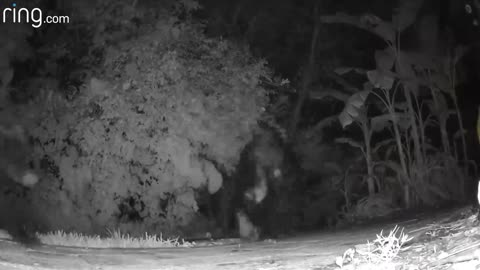 Mama Bear And Cub Parade Through Yard _ RingTV