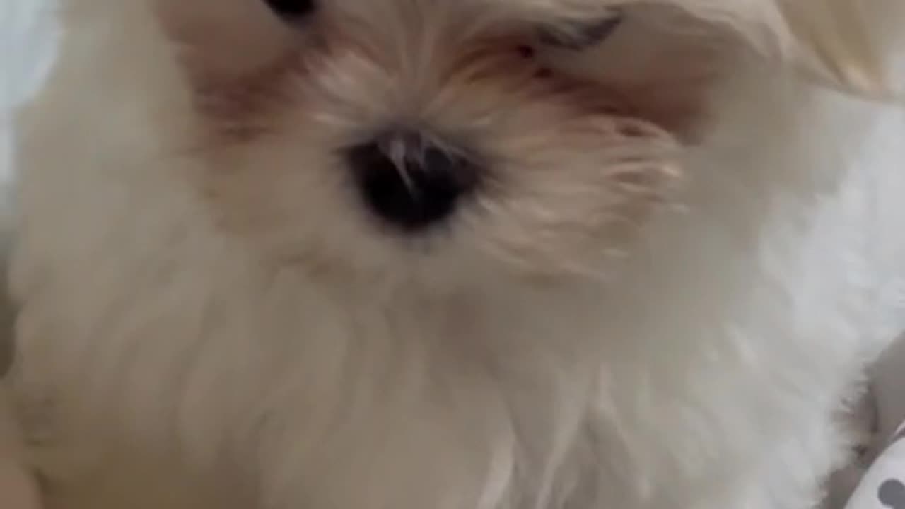 puppy