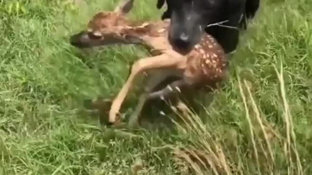 Dog Saves Deer From Drowning