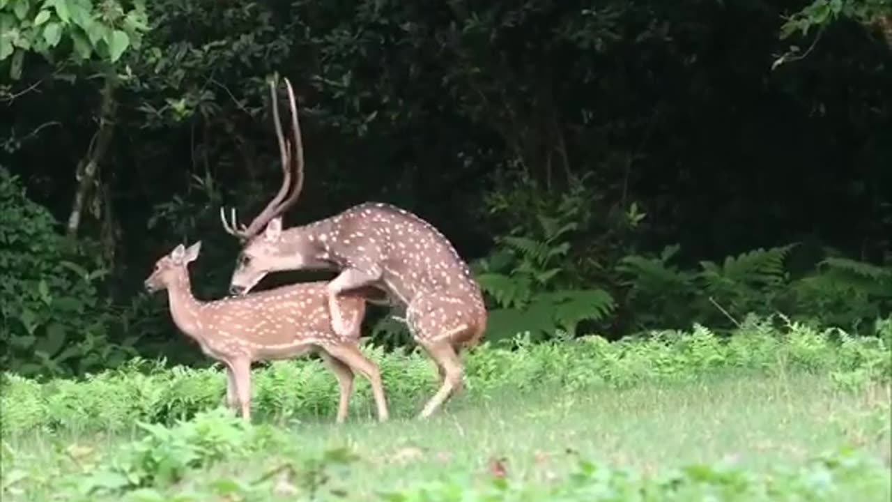 Deer meeting