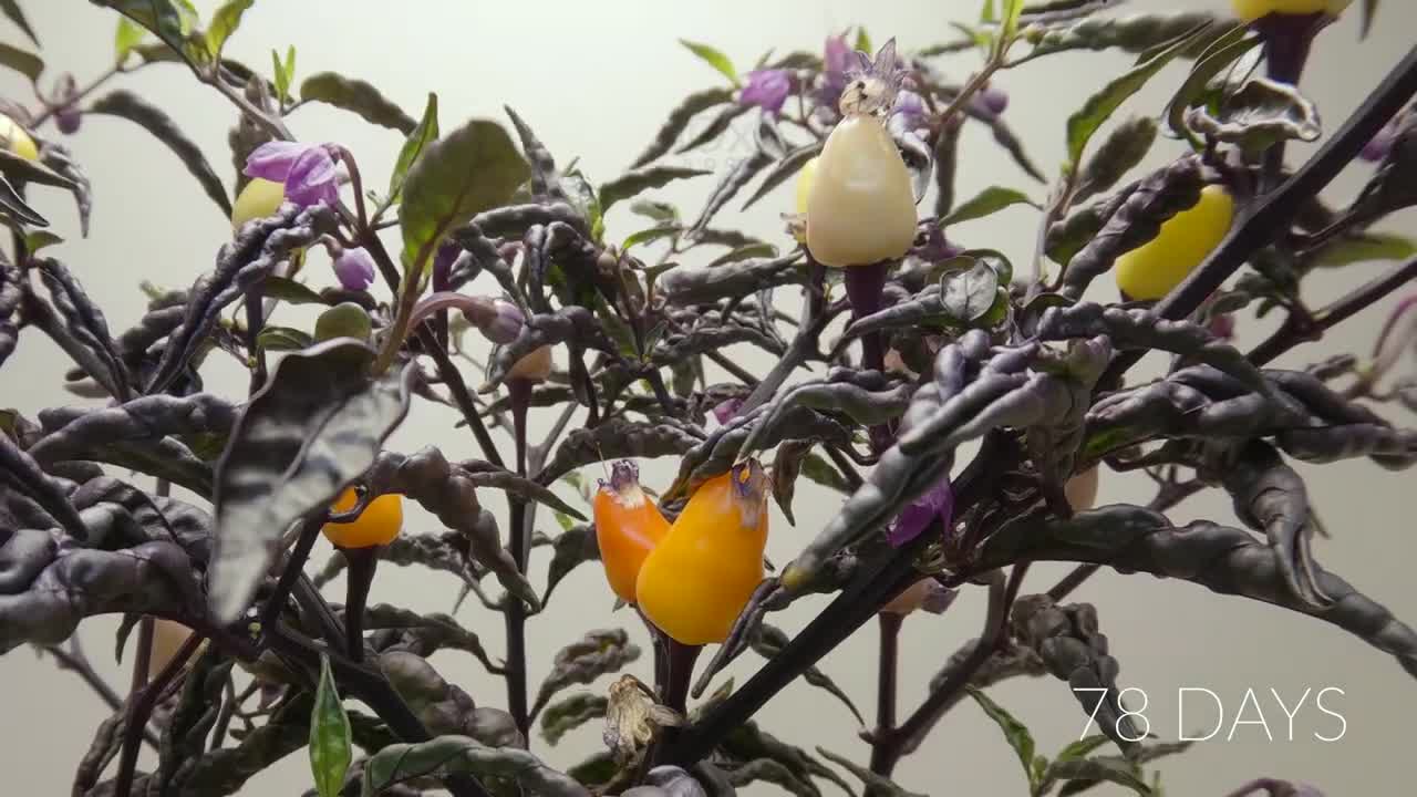 100 Days in 1 minute - HYDROPONIC CHILI PEPPER Time-lapse